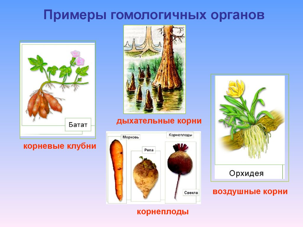 Что такое корневые клубни. Гомологические органы у растений. Корневые клубни. Гомологичные органы примеры. Корнеплоды и корневые клубни.