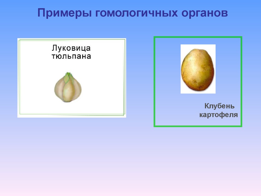 Луковица тюльпана видоизменение