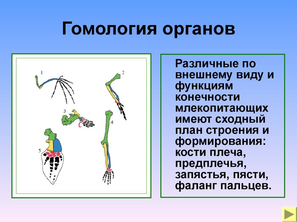 Гомологичные органы крыло птицы и ласты кита. Гомологичные органы. Гомологичные органы это биология. Гомологичные органы человека. Функции гомологичных органов.