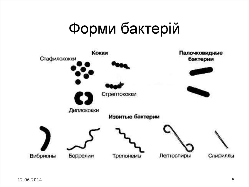 Кокковые бактерии. Форма бактерии кокки. Диплококки форма бактерии. Формы бактерий кокки диплококки стафилококки. Кокковидная форма бактерий.