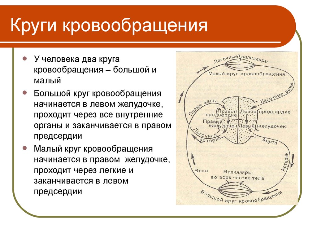 Презентация круги кровообращения 8 класс биология колесов