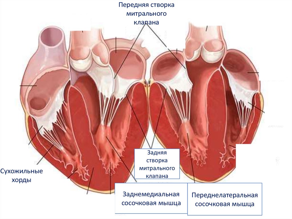 Наличие хорды у человека. Хорды митрального клапана анатомия. Передняя створка митрального клапана. Створки митрального клапана сердца. Сухожильные хорды митрального клапана.