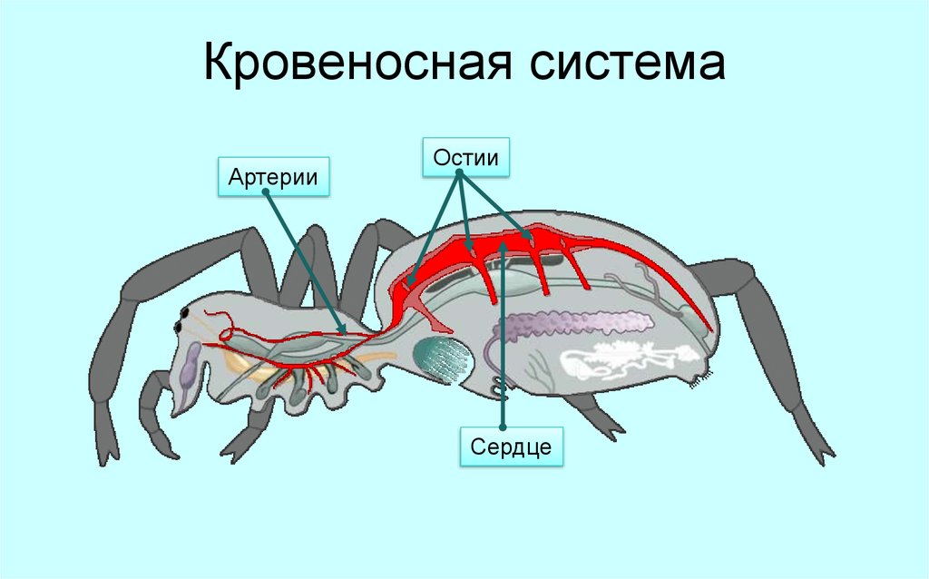 Органы кровеносной системы членистоногих. Строение кровеносной системы паука. Внутреннее строение паукообразных дыхательная система. Дыхание паукообразных дыхательная система паукообразных. Кровеносная система паука крестовика.