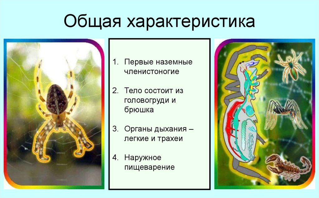 Членистоногие тело разделено на. Паукообразные 7 класс биология. Характеристика паукообразных. Паукообразные тело состоит из головогруди и брюшка. Урок по тему паукообразные.