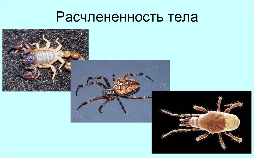 Паукообразные головогрудь и брюшко. У клеща головогрудь и брюшко. Клещ головогрудь.