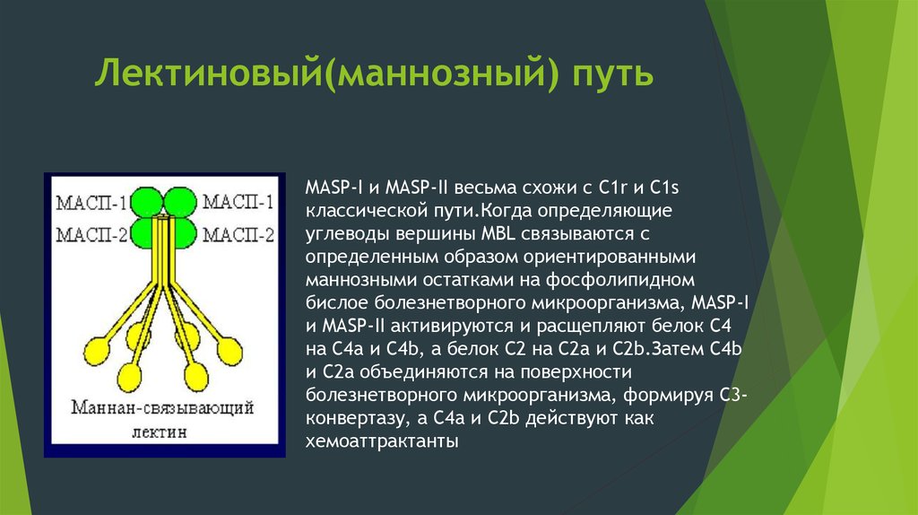 Лектиновый путь активации комплемента. Лектиновый(Маннозный) путь. Система комплемента лектиновый путь. Система комплемента презентация.