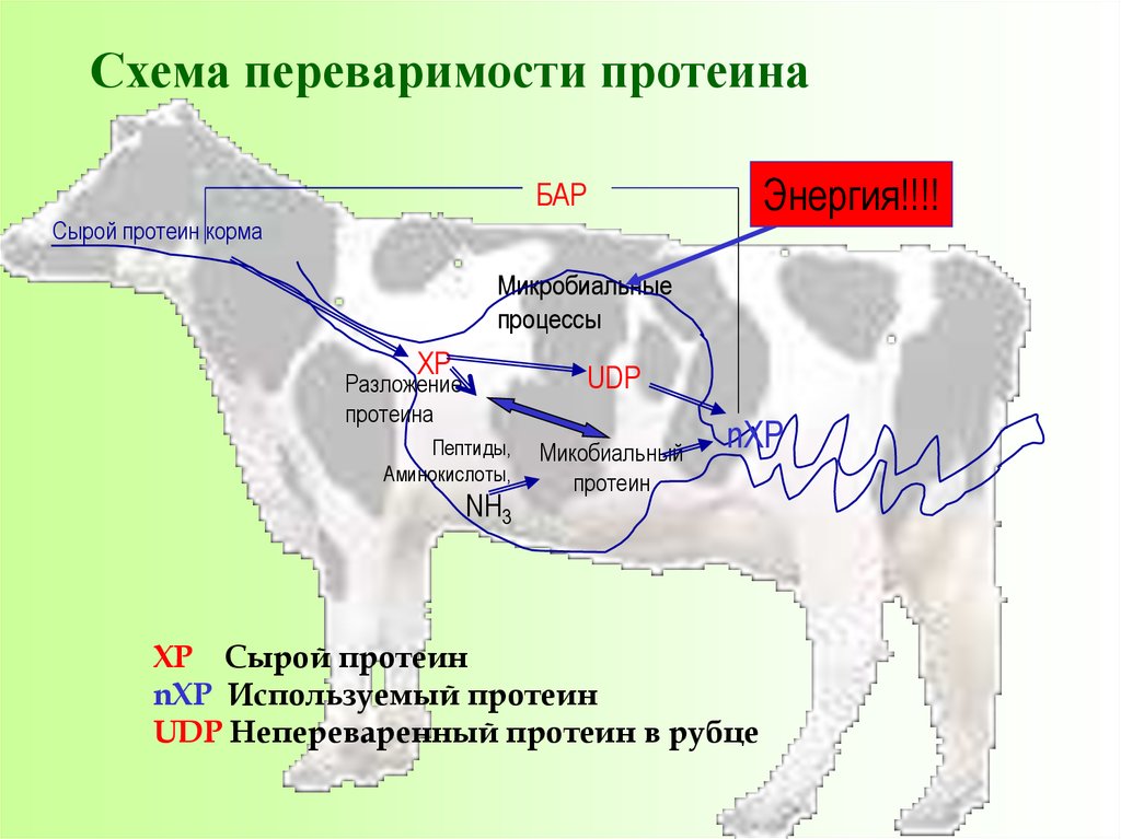 Схема лактации коровы