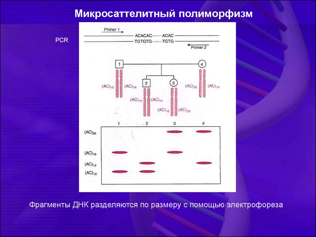 Генетический полиморфизм презентация