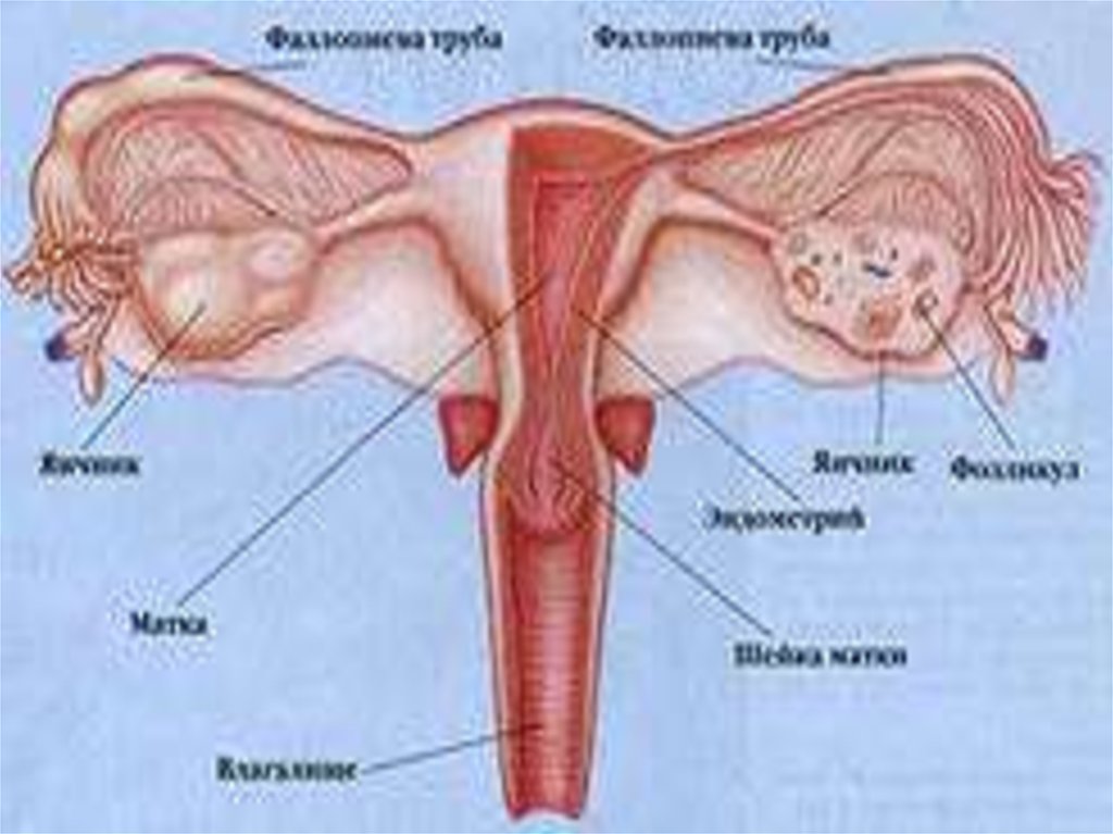Биология женские органы. Строение женской половой системы. Внутренние половые органы женщины. Строение женских.половых органов. Строение женского полового органа.