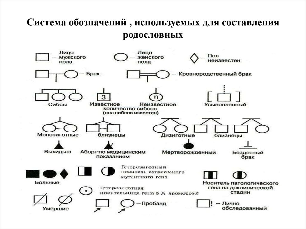 Правила графического изображения родословной