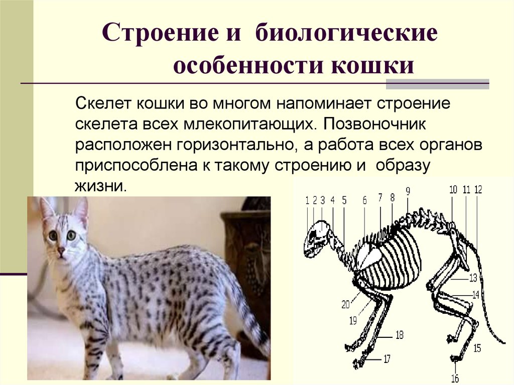 Внешнее строение кошки кратко. Строение кошки анатомия скелет. Кошачий скелет строение. Особенности строения кошки. Скелет млекопитающих.