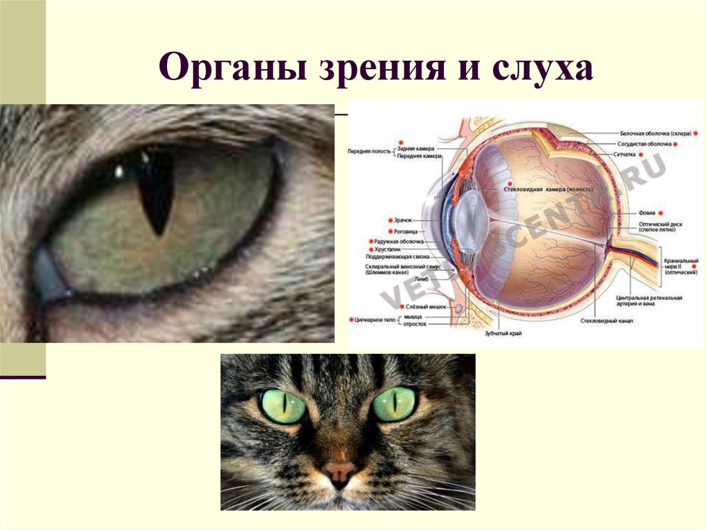 Органы зрения у животных. Строение органов зрения и слуха. Органы зрения животных. Обозначьте части органа слуха и зрения..