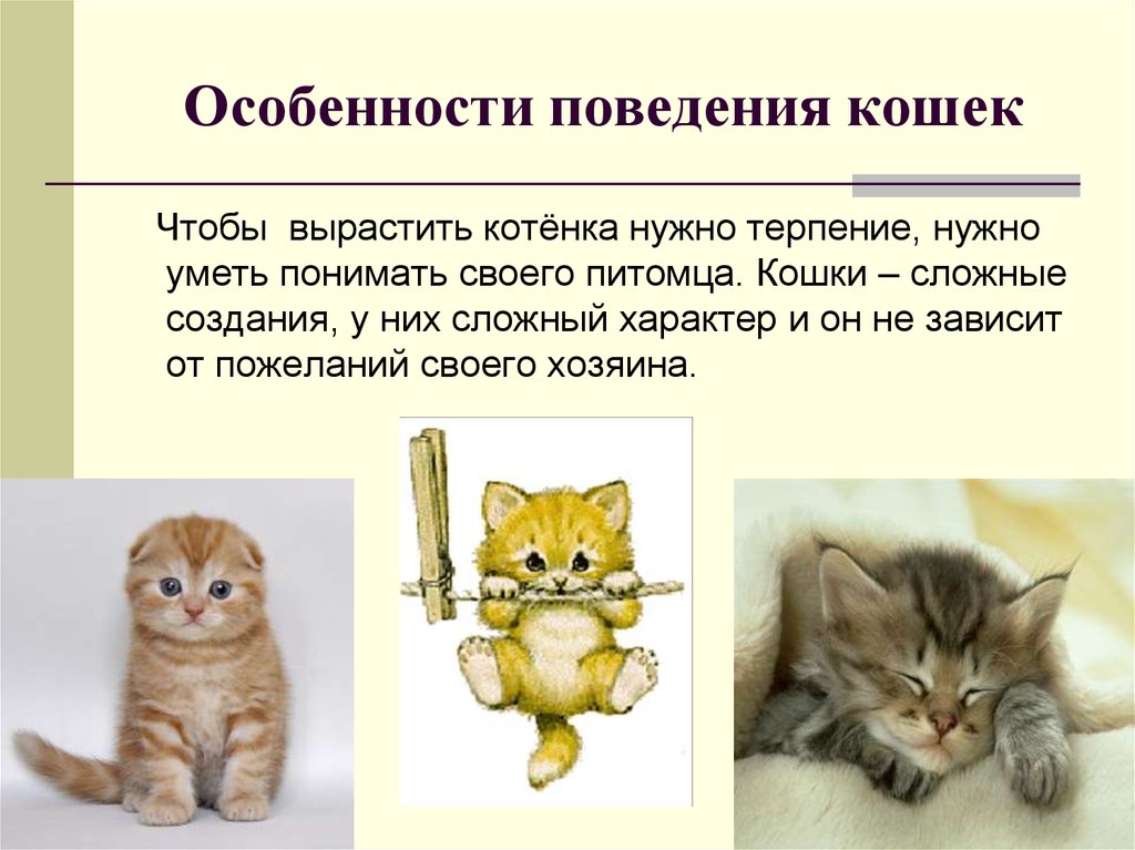 Какие особенности кошки. Особенности кошек. Особенности поведения кошек. Характер кошки. Описание поведения кота.