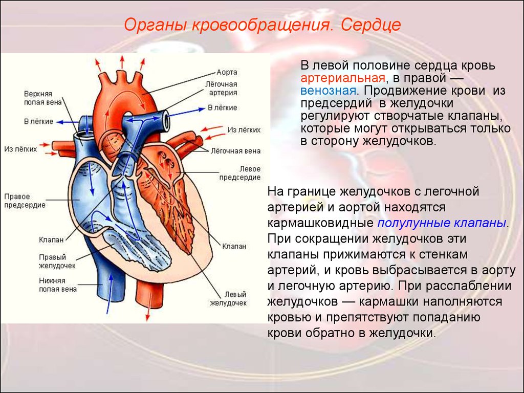 Правое предсердие является. Из сердца венозная кровь поступает в лёгкие. Сердце человека венозная и артериальная кровь. Строение сердца и сосудов человека схема расположения. Артерии и вены сердца гемодинамика.