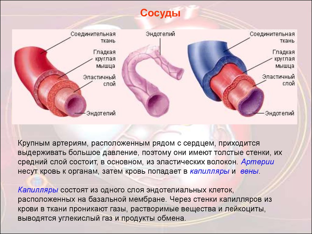 Основные органы кровообращения. Органы кровообращения. Сердце орган кровообращения. Биология органы кровообращения. Система органов кровообращения состоит из.