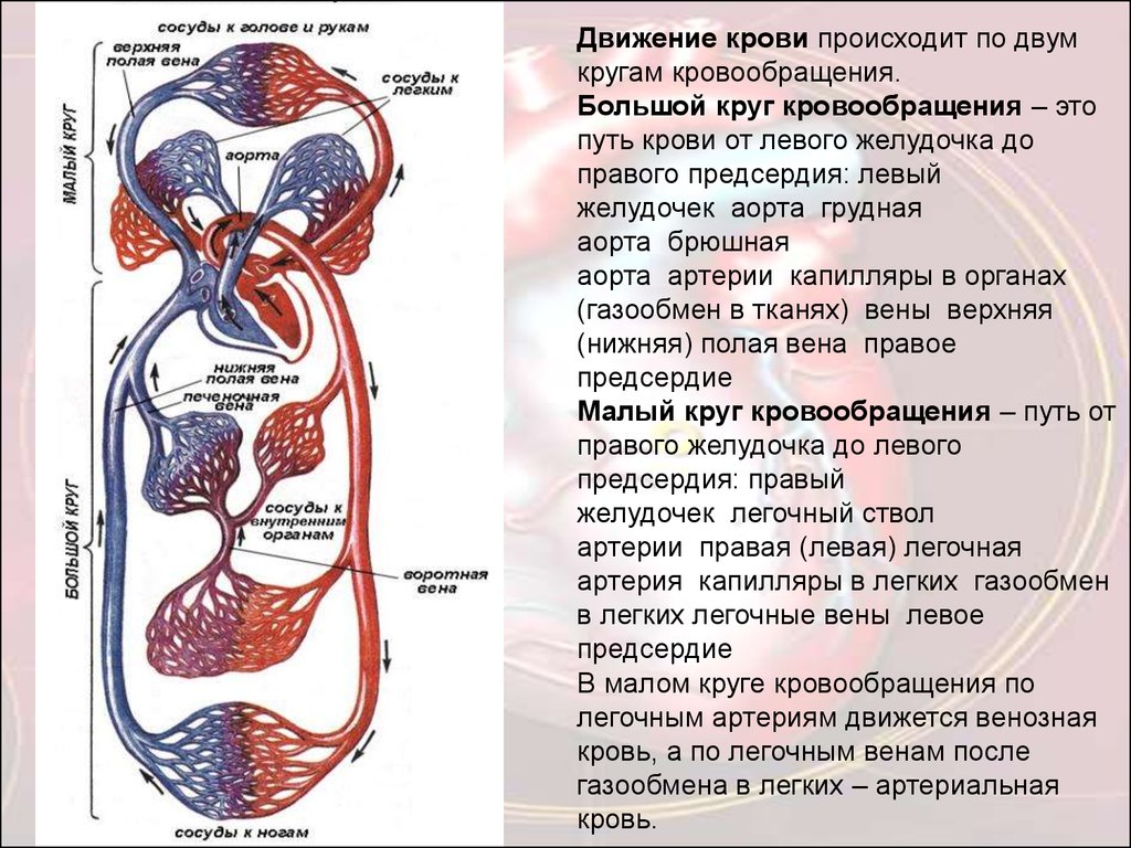 Порядок малого круга кровообращения. Малый и большой круг кровообращения человека схема. Сосуды малого круга кровообращения схема. Путь малого круга кровообращения схема. Малый и большой круг кровообращения человека схема анатомия.