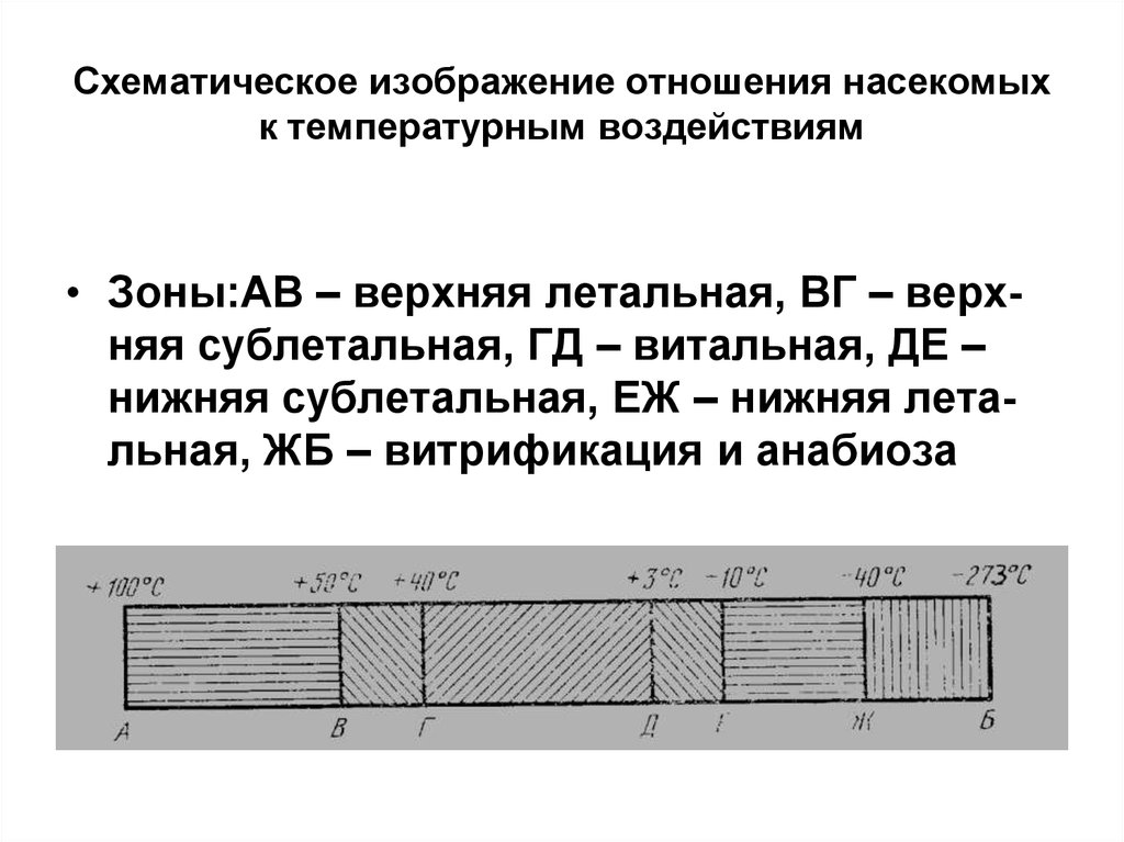 Схематическое изображение отношения насекомых к температурным воздействиям