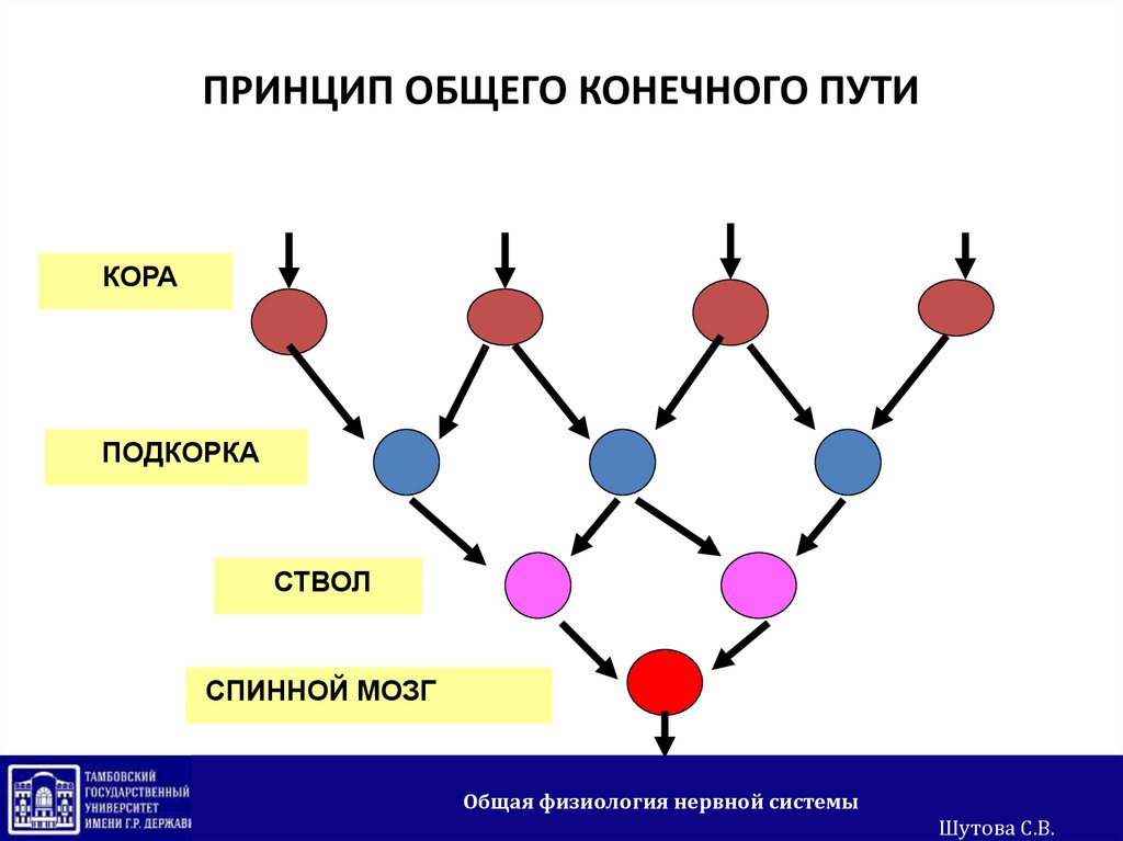 Конечные составляющие. Общий конечный путь Шеррингтона. Принцип конечного пути физиология. Общий конечный путь в физиологии. Принцип общего конечного пути.