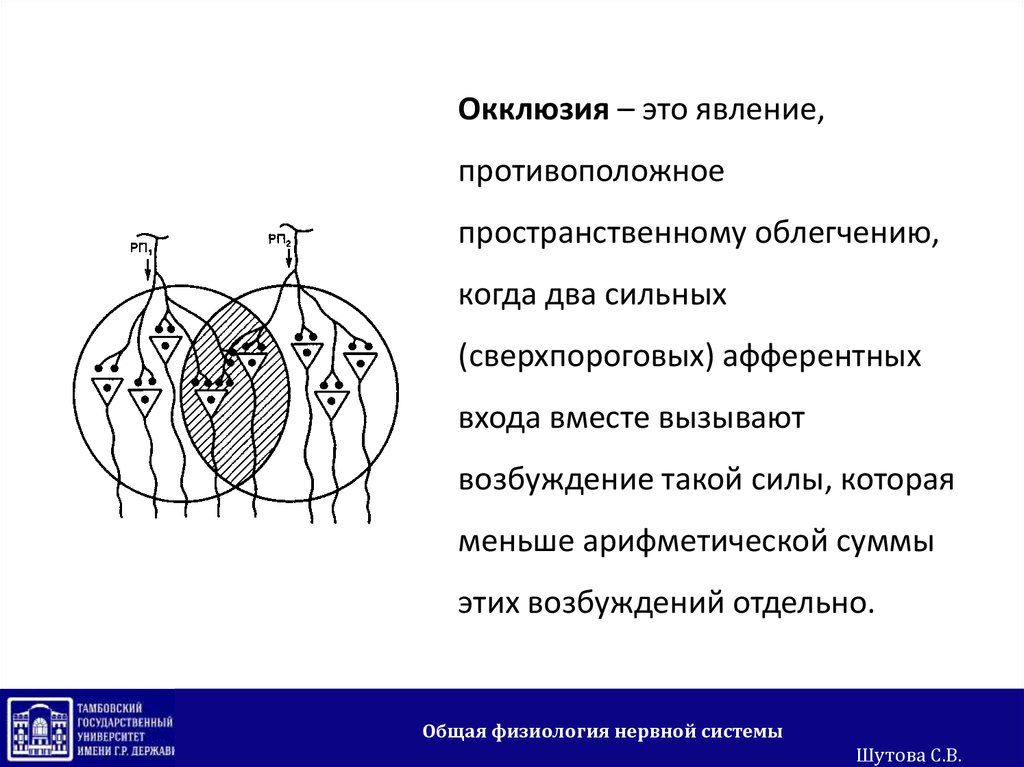 Окклюзия. Окклюзия физиология ЦНС. Облегчение и окклюзия нервных центров. Физиология ЦНС пространственное облегчение. Окклюзия схема физиология.