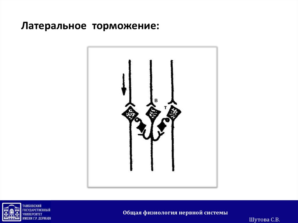 Латеральное торможение. Латеральное торможение физиология. Латеральное торможение схема. Латеральное торможение физиология схема. Иллюзии Латеральное торможение.