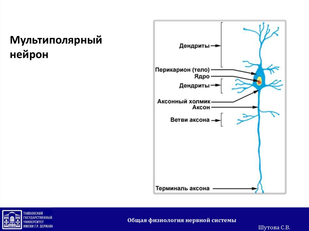 Мультиполярный нейрон рисунок