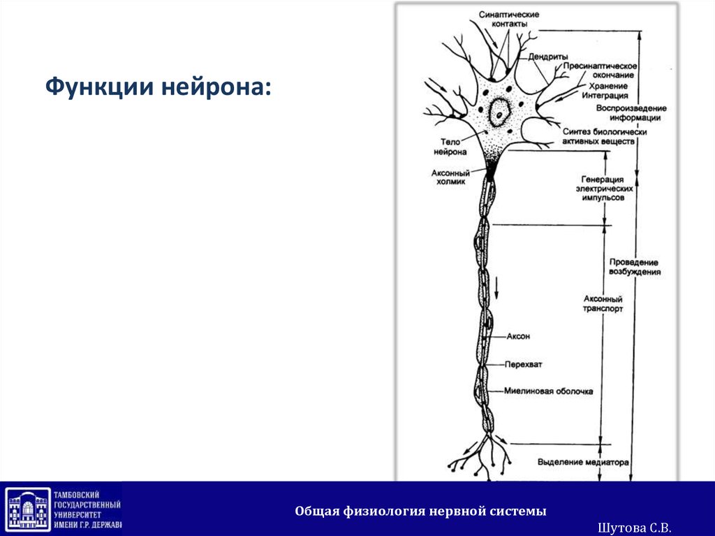 Функции нервной клетки. Функциональная структура нейрона физиология. Классификация нейронов физиология. Функции нейрона физиология. Строение нейрона физиология.