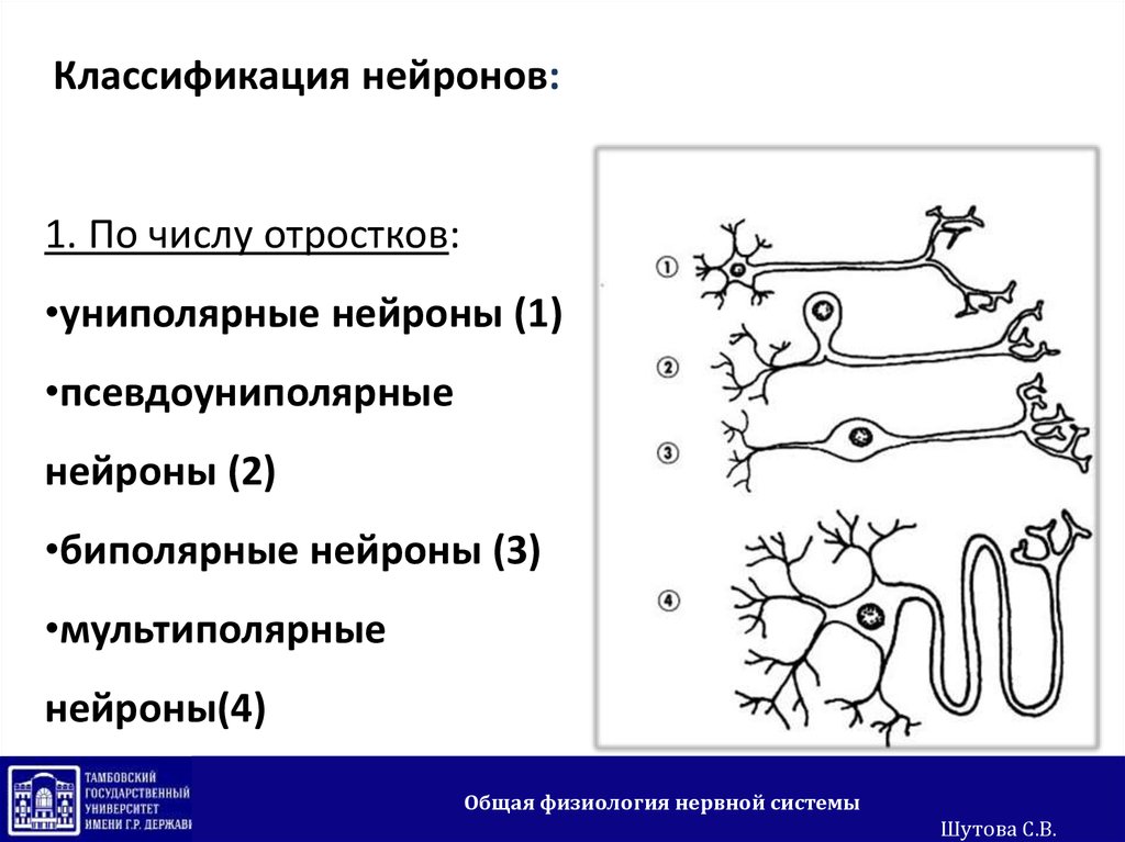 Классификация отростков нейрона. Униполярные и биполярные нейроны. Униполярные нейроны функции. Нервная ткань классификация нейронов. Функции биполярных нейронов.