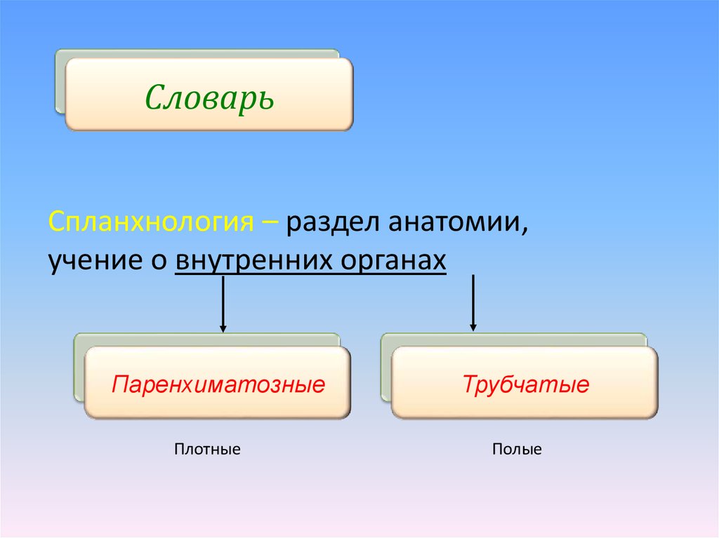 Разделы анатомии. Паренхиматозные органы пищеварительной системы. Трубчатые и паренхиматозные органы пищеварительной системы. Полые и паренхиматозные органы пищеварительной системы. Полые и паренхиматозные органы таблица.