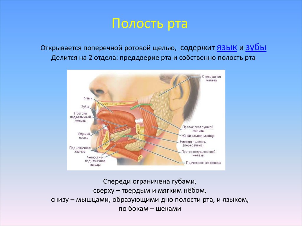 Язык ротовой полости. Строение ротовой полости. Преддверие полости рта анатомия. Преддверие ротовой полости ограничено. Диафрагма полости рта анатомия.