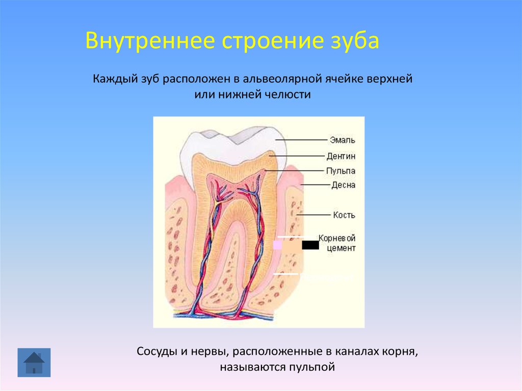Альвеолярная десна. Строение зуба. Внутреннее строение зуба. Строение зуба анатомия.