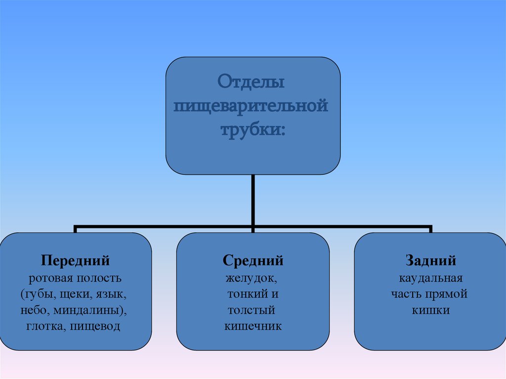 Нравственно этических ориентаций. Классификация трубопроводного транспорта. Функциональная классификация транспорта. Классификация транспорта мира. Классификация транспорта в 1с.