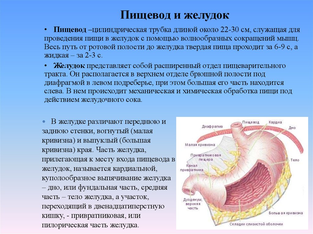 Строение желудка 8 класс