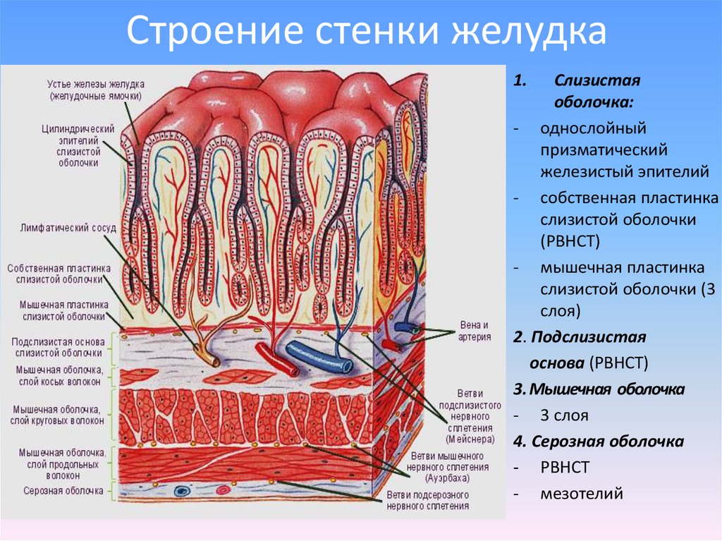 Строение стенки вен