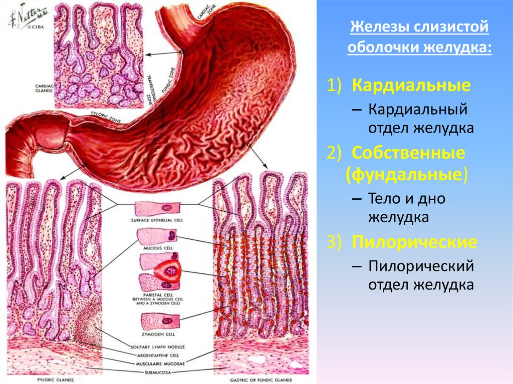 Слизистая оболочка желудка содержит. Железы слизистой оболочки желудка гистология. Рельеф слизистой оболочки желудка. Пилорические железы желудка секретируют. Слизистая оболочка желудка гистология.