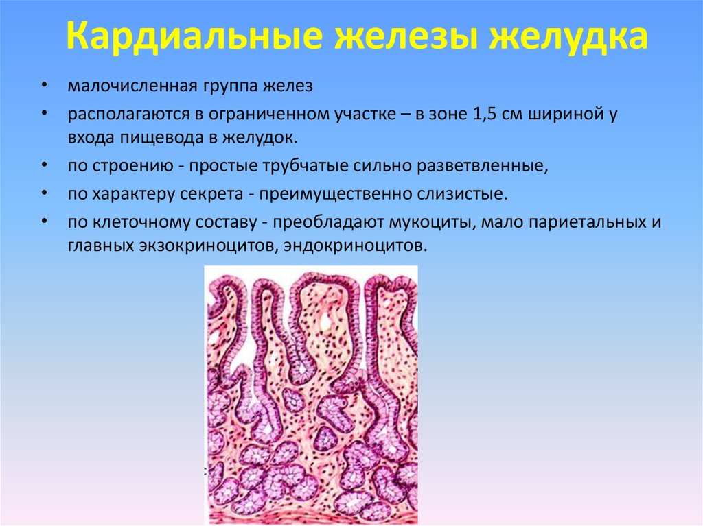 Железы группы. Пилорические железы желудка гистология. Эпителия желез желудка гистология. Пилорический отдел желудка гистология железы. Трубчатые железы желудка.