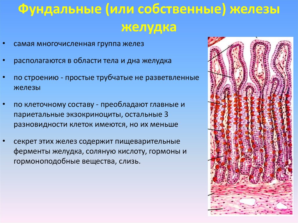 Группы железистых клеток. Железы дна желудка гистология. Клетки собственных желез желудка гистология. Клетки дна желудка гистология. Трубчатые железы гистология.