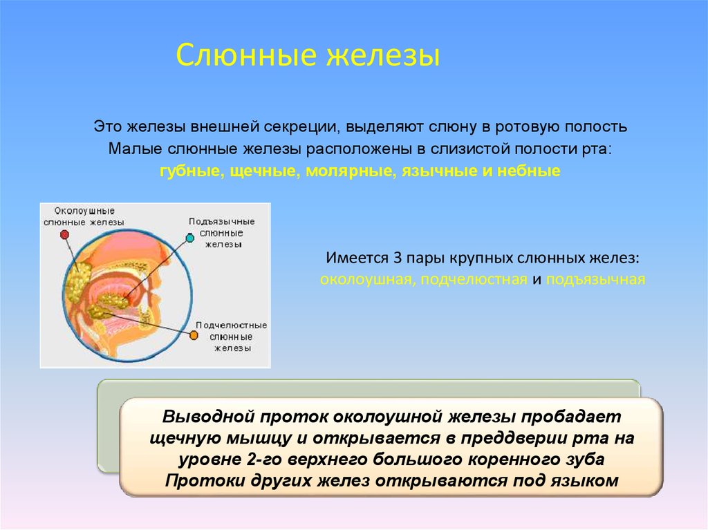 Железа внешней. Слюнные железы внешней секреции. Слюнные железы это железы внешней секреции. Железы внешней секреции выделяют. Секреция ротовой полости.