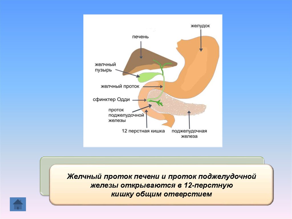 Желудок печень поджелудочная железа желчный пузырь. Протоки пищеварительной системы. Протоки печени и поджелудочной железы впадают в. Желудочный проток открывается в. Протоки поджелудочной железы открываются в.
