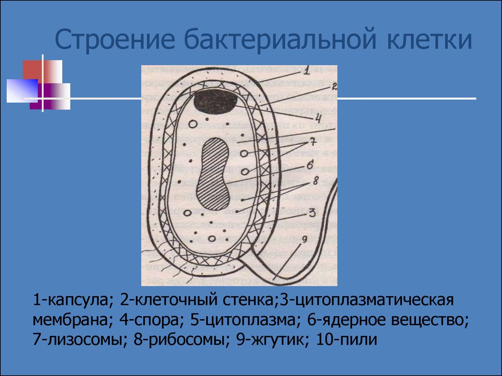 Структура клетки бактерии. Схема строения бактериальной клетк. 1. Строение бактериальной клетки. Строение микробной клетки. Зарисовать бактериальную клетку.