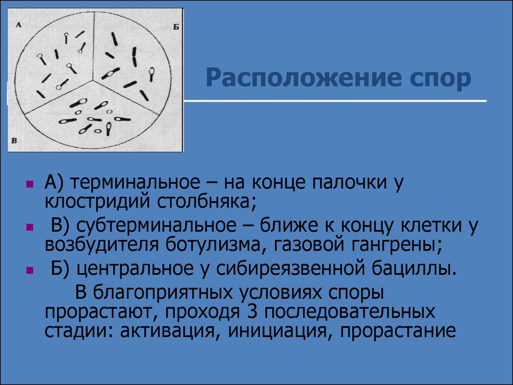 Форма спор бактерий. Расположение спор у бактерий. Терминальное расположение споры. Расположение спор в бактериальной клетке.