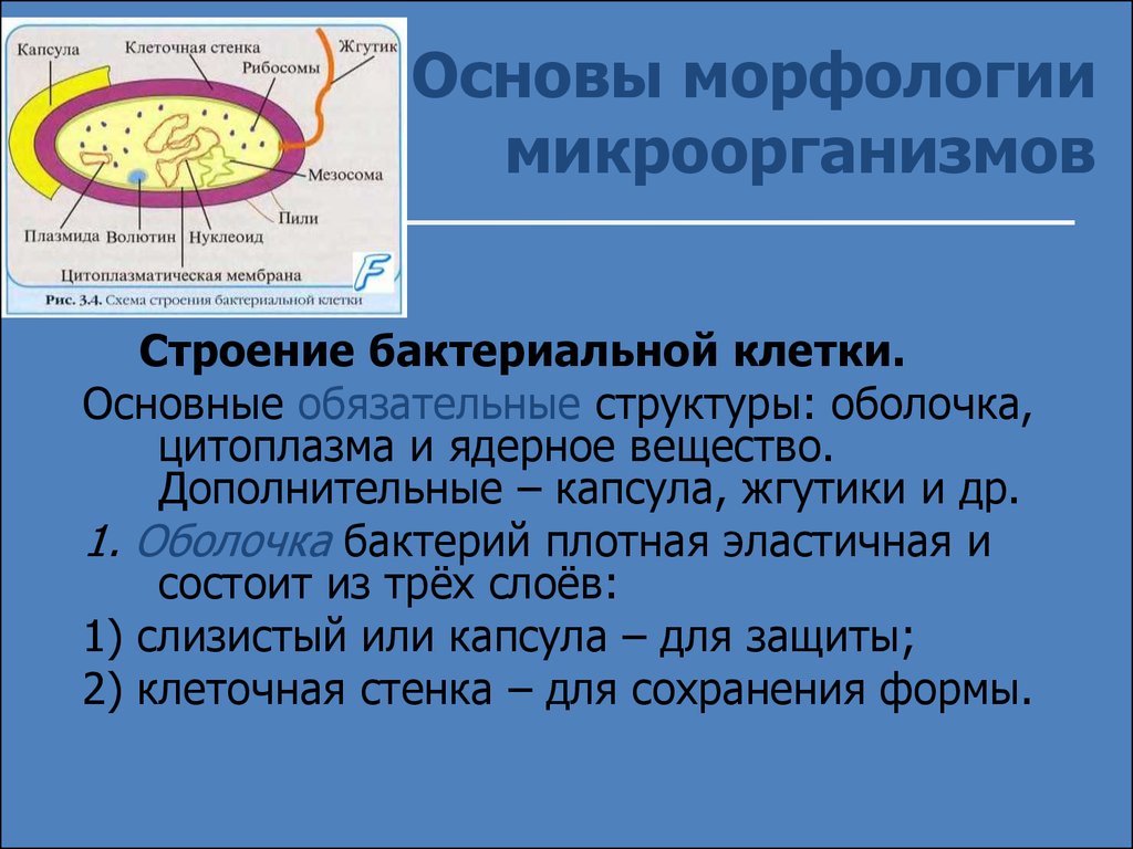 Структура бактериальной клетки микробиология презентация