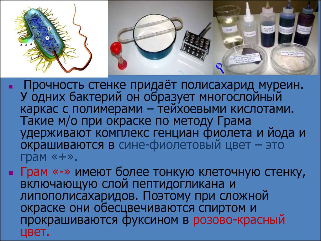 Что придает прочность клетке. Муреин полисахарид. Полисахариды бактерий. Бактериология. Муреин у бактерий.