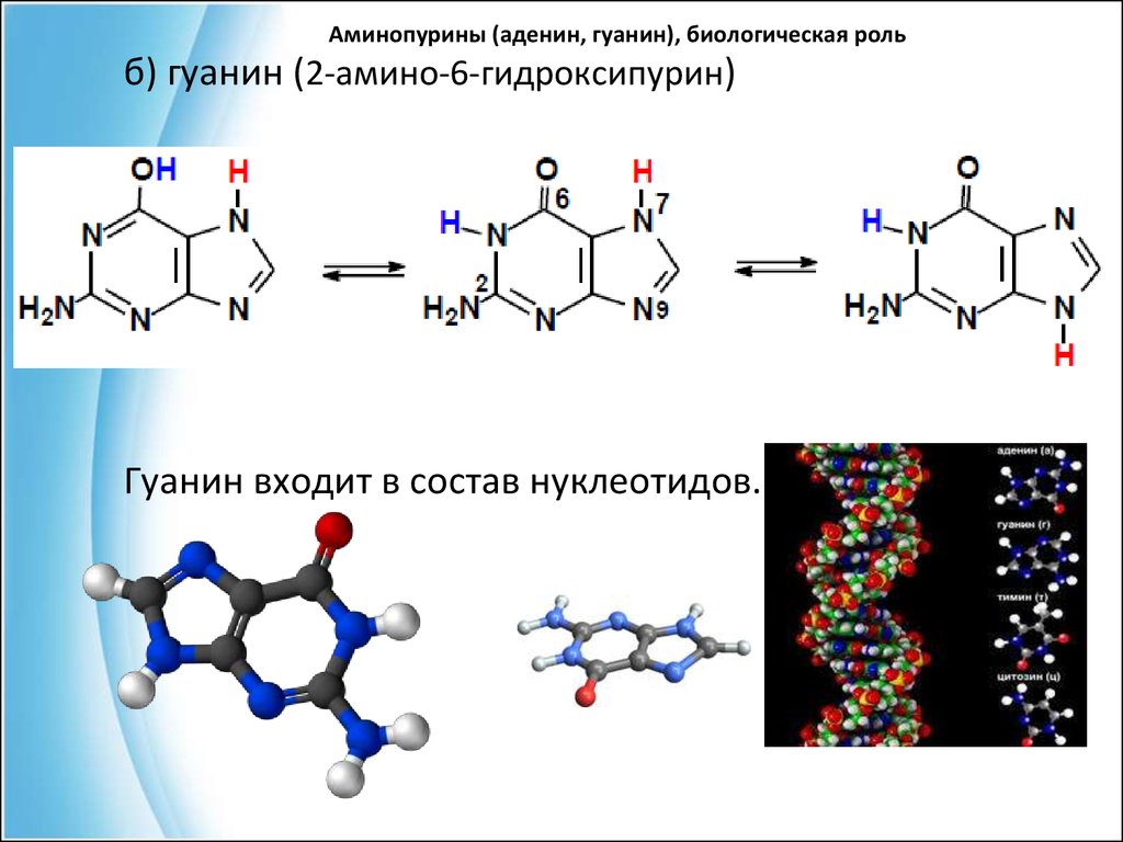 Гуанин входит в состав молекул. 6-Аминопурин (аденин). 2-Амино-6-гидроксипурин (гуанин). Биороль аденина. Гуанин структура.