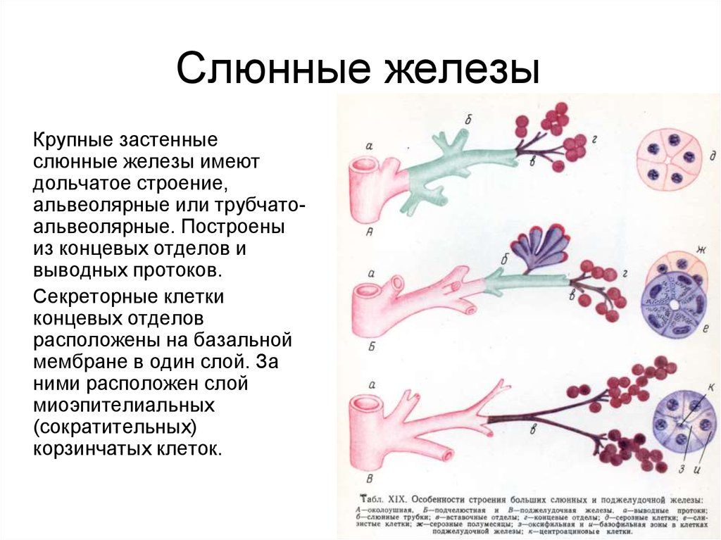 Крупные железы. Схема строения слюнных желез гистология. Схема строения концевых отделов слюнных желез. Секреторные клетки слюнных желез. Характеристика слюнных желез гистология.