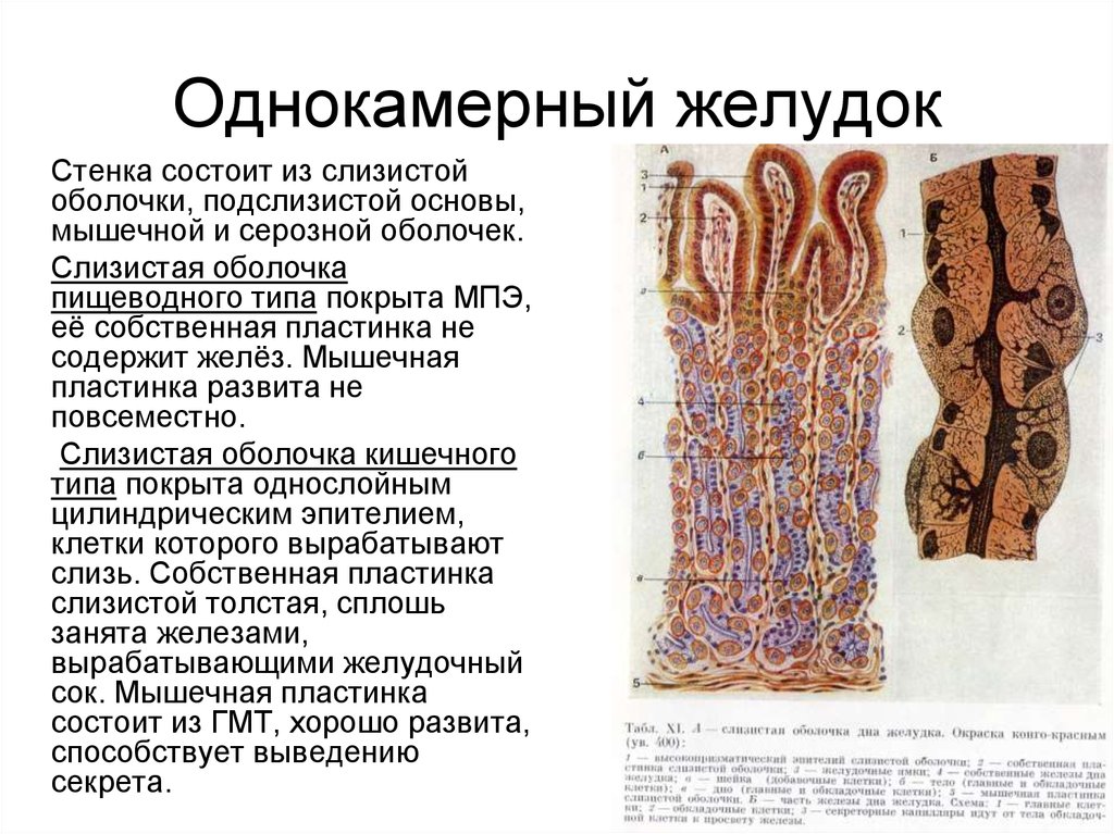 Слизистая оболочка желудка содержит. Строение однокамерного желудка у животных. Строение однокамерного желудка. Слизистая оболочка желудка состоит из.