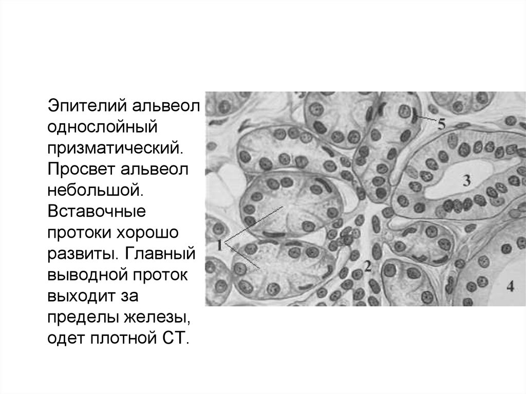 Ткань альвеол. Эпителий альвеол гистология. Эпителий выводных протоков. Альвеолярная ткань гистология. Однослойный кубический эпителий выводных протоков.