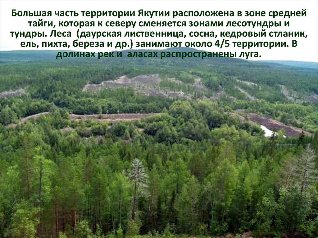 Характеристика якутии. Лес Якутии лиственница Даурская. Зона средней тайги. Леса центральной Якутии. Большая часть территории находится в зоне тайги.