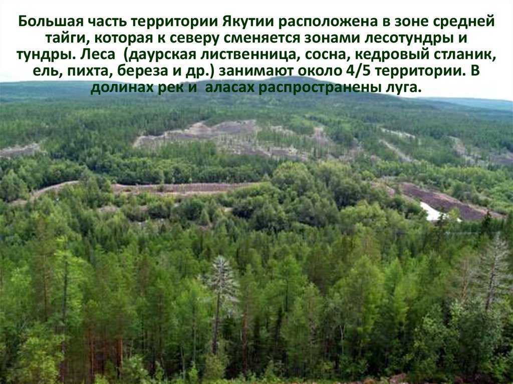 Якутск зона. Зона средней тайги. Большая часть территории находится в зоне тайги. Даурская лиственница лесотундры. Северная и средняя Тайга.