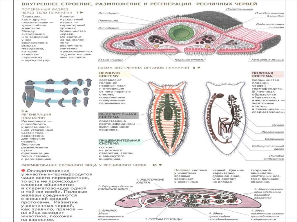 Плоские черви размножение. Внутреннее строение ресничных червей. Строение ресничных плоских червей. Внутреннее строение ресничного червя. Ресничные черви размножение.