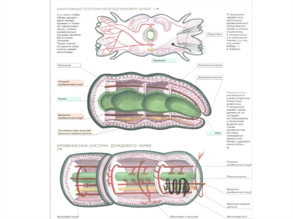 Крокодил спинной мозг дождевой червь. Внутреннее строение многощетинковых червей. Дождевые черви внутреннее строение. Кольчатые черви строение. Схема органов дождевого червя.